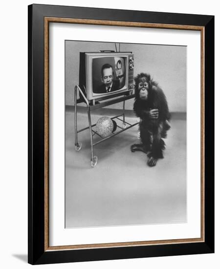 Puzzled Orangutan Standing Next to TV Set Playing the Image of President Richard Nixon-Yale Joel-Framed Photographic Print