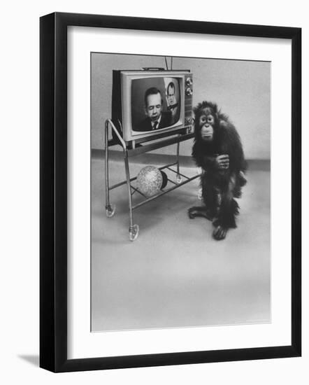 Puzzled Orangutan Standing Next to TV Set Playing the Image of President Richard Nixon-Yale Joel-Framed Photographic Print