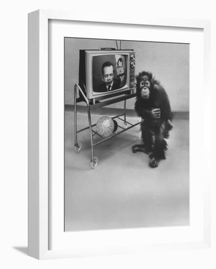 Puzzled Orangutan Standing Next to TV Set Playing the Image of President Richard Nixon-Yale Joel-Framed Photographic Print