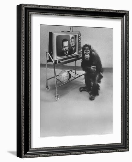 Puzzled Orangutan Standing Next to TV Set Playing the Image of President Richard Nixon-Yale Joel-Framed Photographic Print