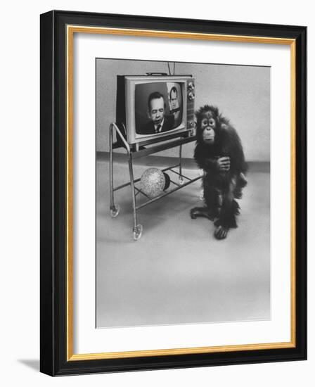 Puzzled Orangutan Standing Next to TV Set Playing the Image of President Richard Nixon-Yale Joel-Framed Photographic Print