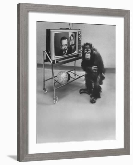 Puzzled Orangutan Standing Next to TV Set Playing the Image of President Richard Nixon-Yale Joel-Framed Photographic Print