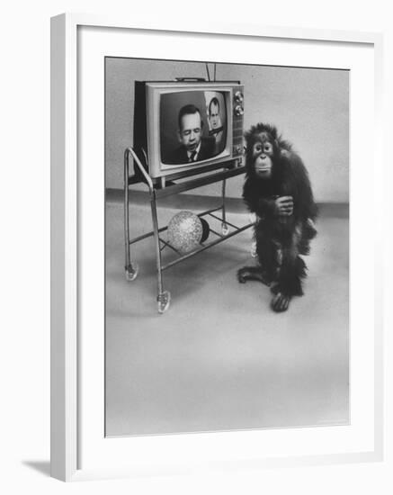 Puzzled Orangutan Standing Next to TV Set Playing the Image of President Richard Nixon-Yale Joel-Framed Photographic Print