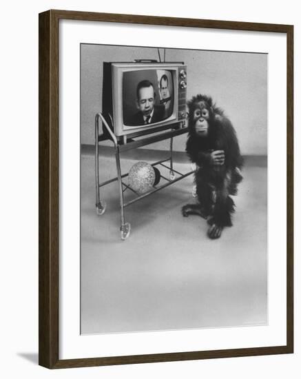 Puzzled Orangutan Standing Next to TV Set Playing the Image of President Richard Nixon-Yale Joel-Framed Photographic Print