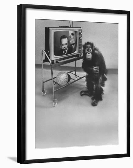 Puzzled Orangutan Standing Next to TV Set Playing the Image of President Richard Nixon-Yale Joel-Framed Photographic Print