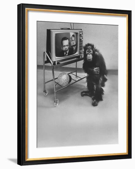 Puzzled Orangutan Standing Next to TV Set Playing the Image of President Richard Nixon-Yale Joel-Framed Photographic Print