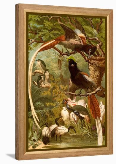 Pygmy Bird of Paradise-F.W. Kuhnert-Framed Stretched Canvas