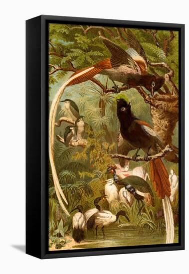 Pygmy Bird of Paradise-F.W. Kuhnert-Framed Stretched Canvas