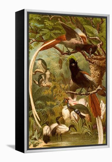 Pygmy Bird of Paradise-F.W. Kuhnert-Framed Stretched Canvas