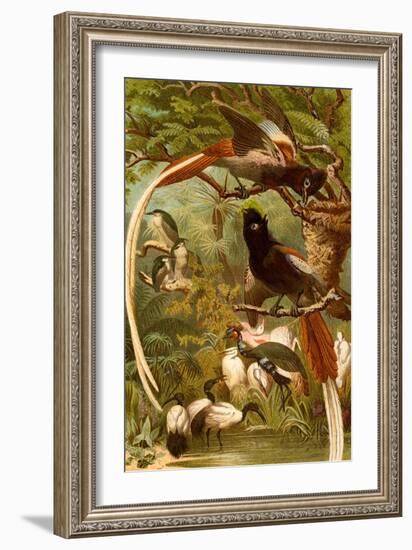 Pygmy Bird of Paradise-F.W. Kuhnert-Framed Art Print