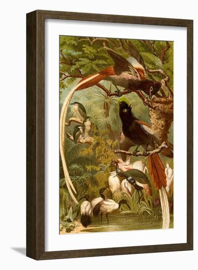 Pygmy Bird of Paradise-F.W. Kuhnert-Framed Art Print