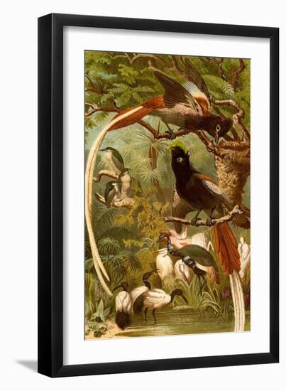 Pygmy Bird of Paradise-F.W. Kuhnert-Framed Art Print