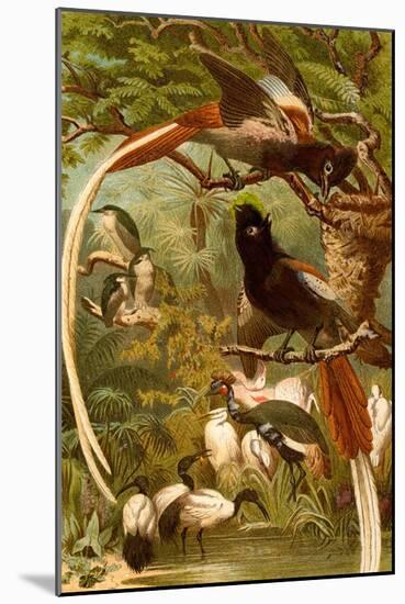 Pygmy Bird of Paradise-F.W. Kuhnert-Mounted Art Print