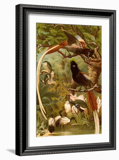 Pygmy Bird of Paradise-F.W. Kuhnert-Framed Art Print