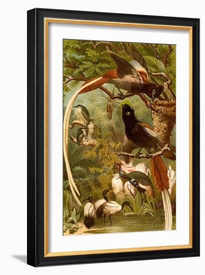 Pygmy Bird of Paradise-F.W. Kuhnert-Framed Art Print