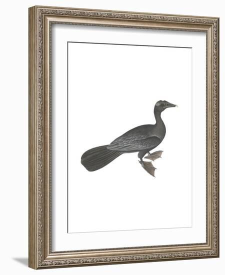 Pygmy Cormorant-Maria Mendez-Framed Giclee Print