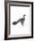 Pygmy Cormorant-Maria Mendez-Framed Giclee Print