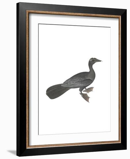 Pygmy Cormorant-Maria Mendez-Framed Giclee Print