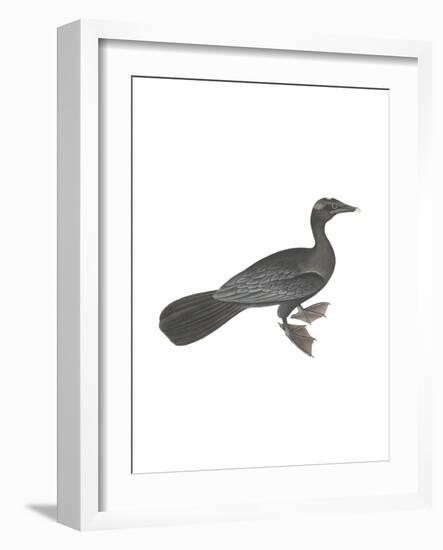 Pygmy Cormorant-Maria Mendez-Framed Giclee Print