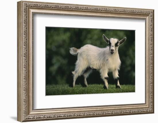 Pygmy Goat-DLILLC-Framed Photographic Print