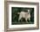 Pygmy Goat-DLILLC-Framed Photographic Print