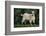 Pygmy Goat-DLILLC-Framed Photographic Print