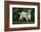 Pygmy Goat-DLILLC-Framed Photographic Print