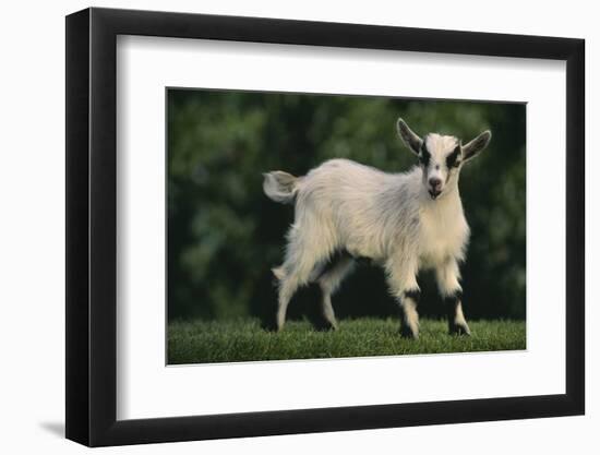 Pygmy Goat-DLILLC-Framed Photographic Print