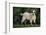 Pygmy Goat-DLILLC-Framed Photographic Print