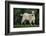 Pygmy Goat-DLILLC-Framed Photographic Print