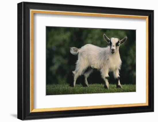 Pygmy Goat-DLILLC-Framed Photographic Print