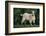 Pygmy Goat-DLILLC-Framed Photographic Print