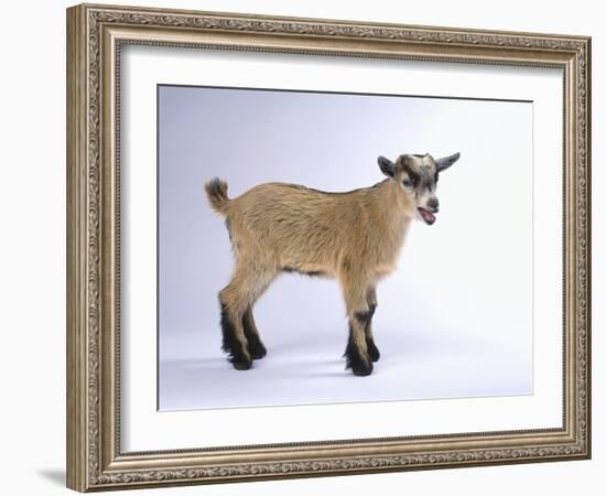 Pygmy Goat-DLILLC-Framed Photographic Print