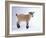 Pygmy Goat-DLILLC-Framed Photographic Print