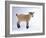 Pygmy Goat-DLILLC-Framed Photographic Print