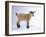 Pygmy Goat-DLILLC-Framed Photographic Print