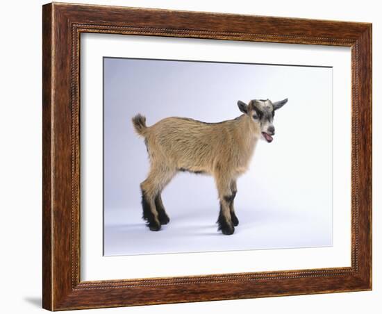 Pygmy Goat-DLILLC-Framed Photographic Print