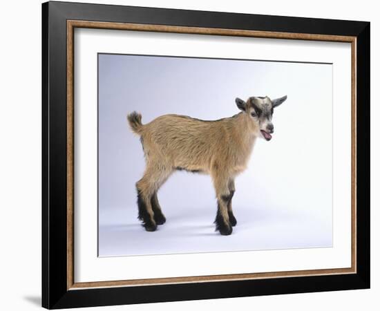 Pygmy Goat-DLILLC-Framed Photographic Print