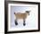 Pygmy Goat-DLILLC-Framed Photographic Print