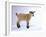 Pygmy Goat-DLILLC-Framed Photographic Print