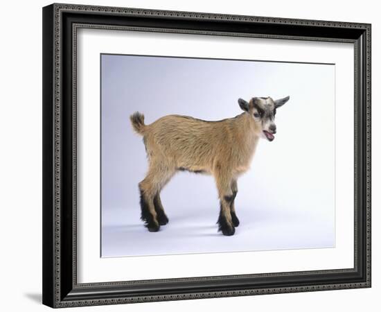 Pygmy Goat-DLILLC-Framed Photographic Print