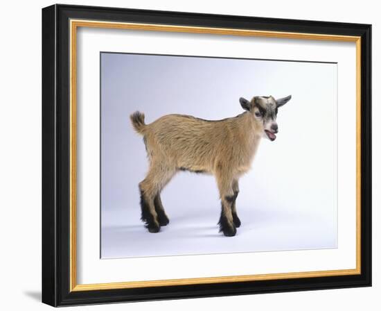 Pygmy Goat-DLILLC-Framed Photographic Print