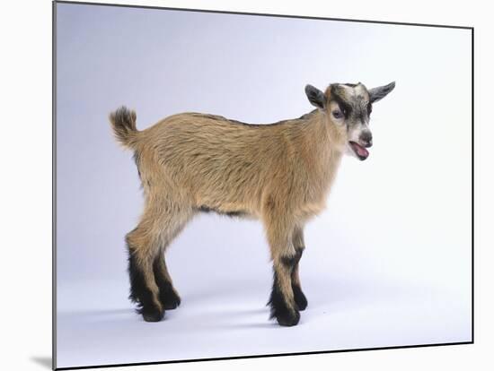 Pygmy Goat-DLILLC-Mounted Photographic Print