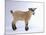 Pygmy Goat-DLILLC-Mounted Photographic Print
