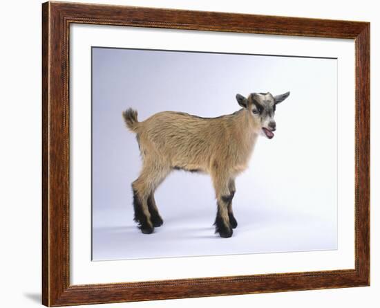 Pygmy Goat-DLILLC-Framed Photographic Print