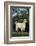 Pygmy Goat-DLILLC-Framed Photographic Print