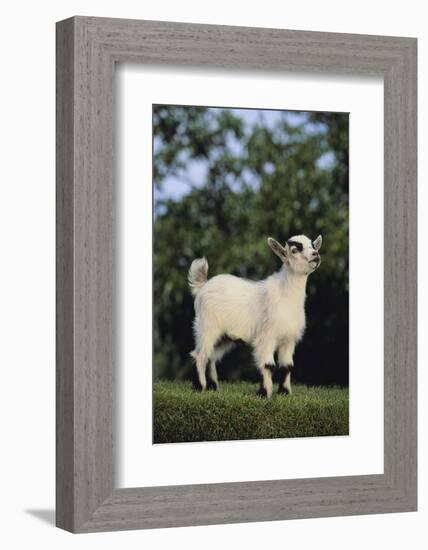 Pygmy Goat-DLILLC-Framed Photographic Print