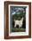 Pygmy Goat-DLILLC-Framed Photographic Print