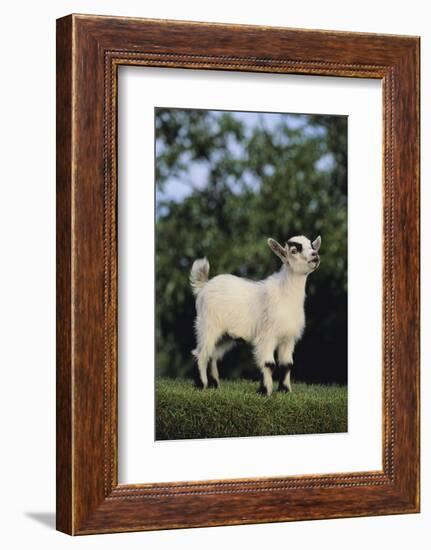 Pygmy Goat-DLILLC-Framed Photographic Print