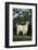 Pygmy Goat-DLILLC-Framed Photographic Print